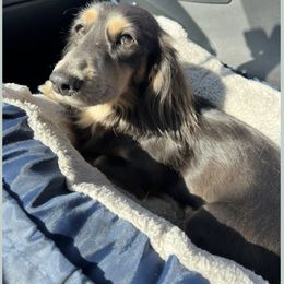 Dachshund Puppies from Lily’s Mini Dachshunds