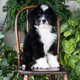 Mariposa - Tri-color female Bernedoodle puppy in Grove, Oklahoma from Grand Lake Poodles & Doodles