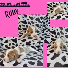 Ruby - Apricot female Poodle puppy in Mcbain, Michigan from Northern Creek