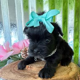 Onyx - Black and gold male Yorkshire Terrier puppy in Howe, Oklahoma from Ray Holder