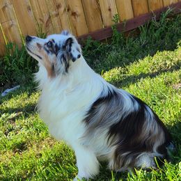 Buster - Miniature Australian Shepherd