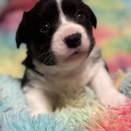 Gnocchi - Black and white female Cardigan Welsh Corgi puppy in Princeton, Texas from Fable Cardigan Welsh Corgis