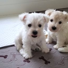 Girl 3 - Miniature Schnauzer puppy from Schnauzer Affinity