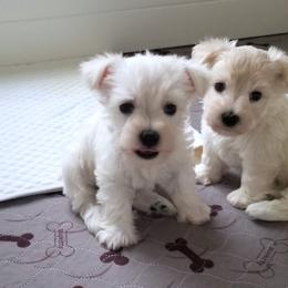 Girl 3 - Miniature Schnauzer puppy from Schnauzer Affinity