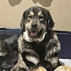 Ellowyn - Colorado Mountain Dog