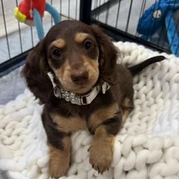 Birdy - Chocolate and cream female Dachshund puppy in Bennett, North Carolina from Cherished Dachshunds