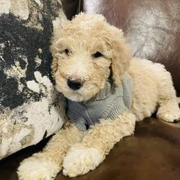 Austin - Apricot male Poodle puppy in Oak Glen, California from Coriander Pups