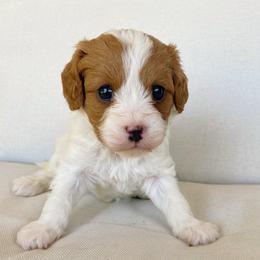 Allie - Blenheim female Cavapoo puppy in Van Alstyne, Texas from Home Grown Puppies