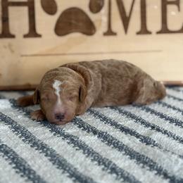 Joey - Apricot male Poodle puppy in Strasburg, Virginia from Shenandoah Valley Doodles