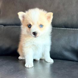 Fiona - Merle female Pomsky puppy in Doon, Iowa from Luxury Pomsky