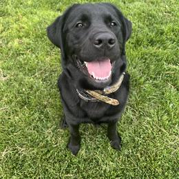 Dilute Retriever, Golden Retriever, and Labrador Retriever All Grown Up from Grimm Girls Farm