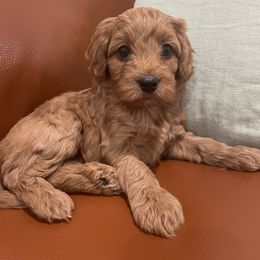 Cavapoo Puppies from SoCal Cavapoos