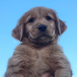 Orange collar - Golden male Golden Retriever puppy in Boulder, Montana from Sharee's Golden Retrievers