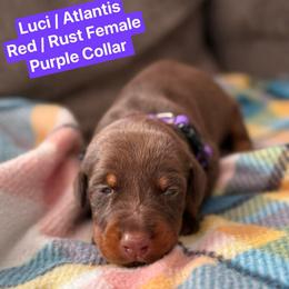Purple Collar - Red and rust female Doberman Pinscher puppy in Lake City, Florida from Paintedcrazy Doberman Pinchers