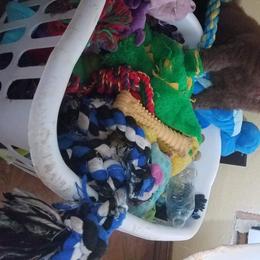 Poodle Puppies from RK'S Pets