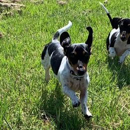 Dachshunds from Starr Mini Dachshunds