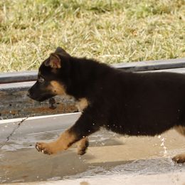 German Shepherd Puppies from Vom Haus Denfors K9