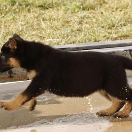 German Shepherd Puppies from Vom Haus Denfors K9
