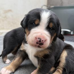 Brown boy - Black, white and red male Greater Swiss Mountain Dog puppy in Woodland, Washington from Woodland Swissie’s