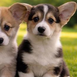 AKC  Tri with tail - Black and tan male Pembroke Welsh Corgi puppy in Summerfield, Florida from Promise Land Farm