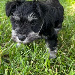 Girl 2 - Black and silver female Miniature Schnauzer puppy in Woodburn, Kentucky from Southern Kentucky Schnauzers