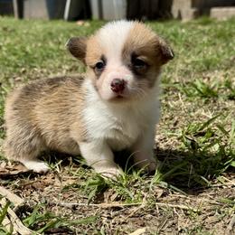 Corrie - Red female Pembroke Welsh Corgi puppy in Brashear, Texas from Sherwood Acres Pembrokes