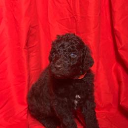 Daemon - Brown male Poodle puppy in Atlanta, Georgia from Syren House Doodles & Poodles
