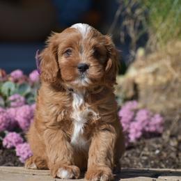 Austin - Red male Cavapoo puppy in Gap, Pennsylvania from Country View Puppies ( License 18816)