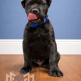 Blue Collar Male - Black male Molosser (Bully x) puppy in Bloomingdale, Ohio from Monumental Mastiffs