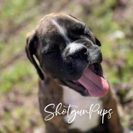 Boston Terrier and Boxer Puppies from Shotgun Pups