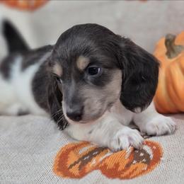 Brady Blue Piebald 4500 - Gray (blue) and cream male Dachshund puppy in Denton, Georgia from Pleasantdachs Minis