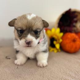 Pumpkin - Sable female Pembroke Welsh Corgi puppy in Millsap, Texas from Punchy Pembroke Ranch