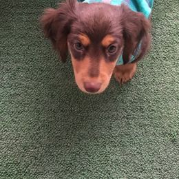 Dachshund Puppies from TLC Dachshunds