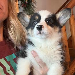 M and M - Black and tan female Pembroke Welsh Corgi puppy in New Auburn, Wisconsin from Cordell Corgis