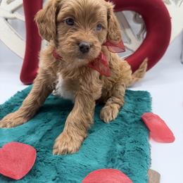 Love - Red female Cavapoo puppy in Central, Arizona from Desert Valley Doodles