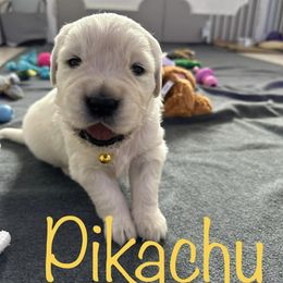 Golden Retriever Puppies from English Creams of Morningstar