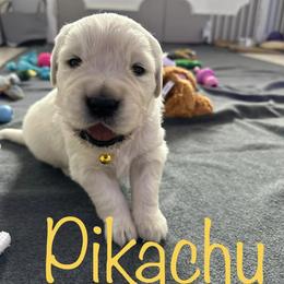 Golden Retriever Puppies from English Creams of Morningstar