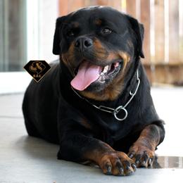 Wraven - Rottweiler