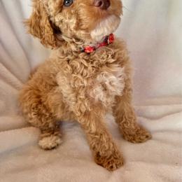 Red Gecko - Apricot male Goldendoodle puppy in Rush, New York from Care Bear Puppies