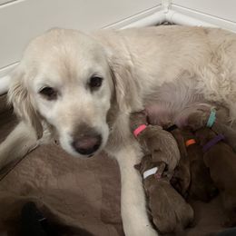 Goldendoodle puppies from Virgin River Kennel