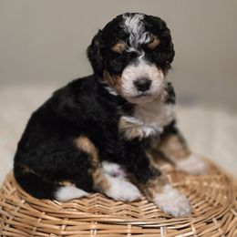 Boy 4 Tom kitten - Tri-color Bernedoodle puppy in Vancouver, Washington from Doo a Little Doodle