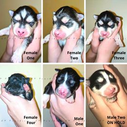 Pomsky Puppies from KP Pomskies LLC