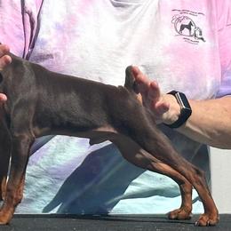 SunnyD - Chocolate and rust male Miniature Pinscher puppy in Nashville, Tennessee from Aztex Min Pins