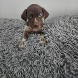 Boy 1 - White and liver male German Shorthaired Pointer puppy in Turner, Maine from Dow Family