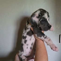 Chance - Harlequin male Great Dane puppy in Port Clinton, Ohio from LakeSide Danes