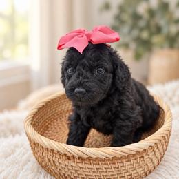 Ember - Black female Goldendoodle puppy in Connecticut from Gracie Doodle