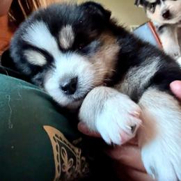 Archer - Tri-color male Pomsky puppy in Titusville, Florida from River Enz Pomskies
