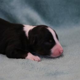 Shadow - Black tri male Miniature Australian Shepherd puppy in Weatherford, Texas from Ridgestar Aussies