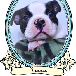 Baby Gunner - Black brindle and white male Boston Terrier puppy in Kingsport, Tennessee from Sleepwalker Bostons