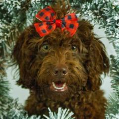 Bonnie - Australian Cobberdog